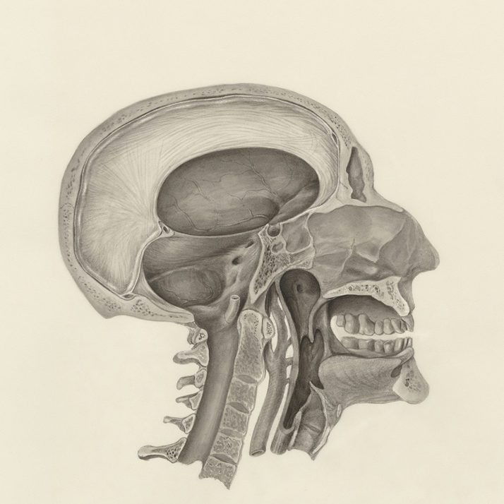 Bild Schädelanatomie - Grundlagen der Craniosacral Therapie