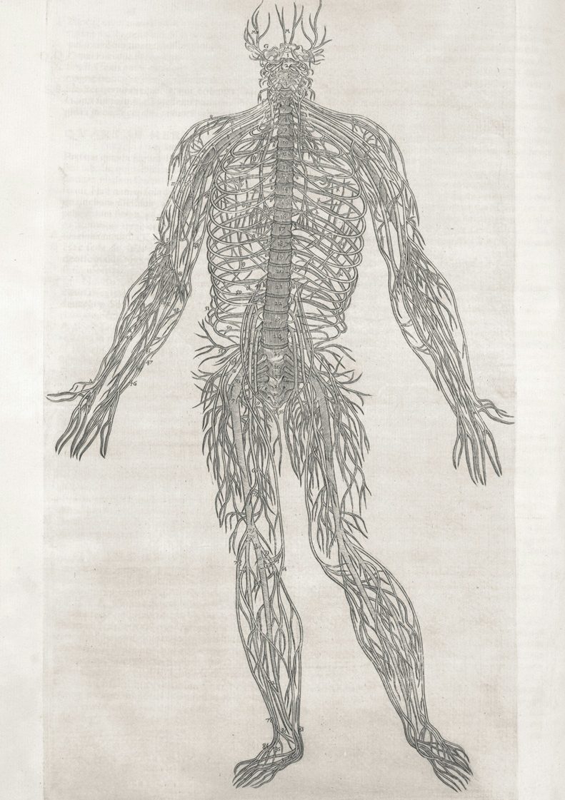 Vergleich Osteopahie und Craniosacral