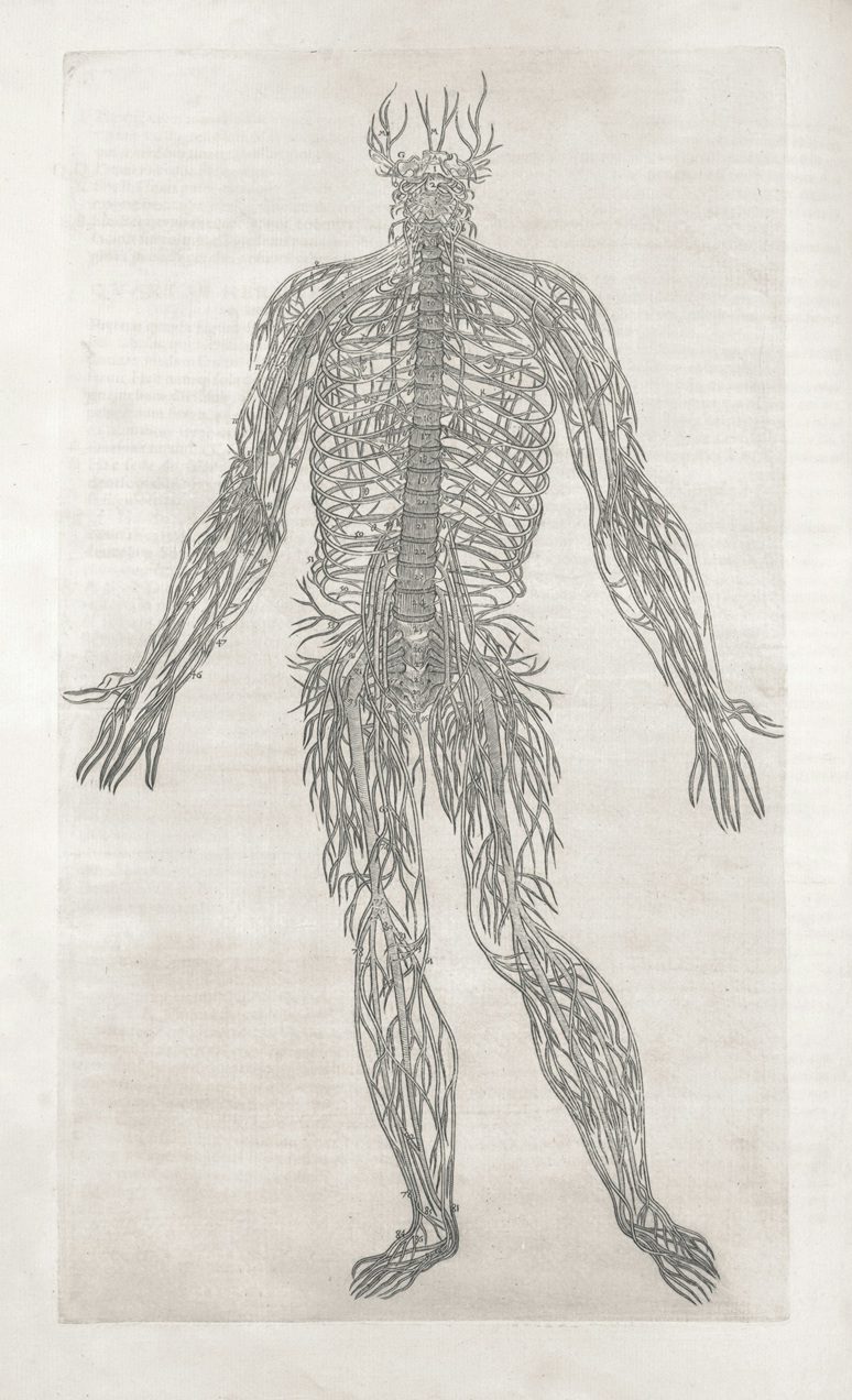 Autonomes Nervensystem in der Craniosacral Therapie