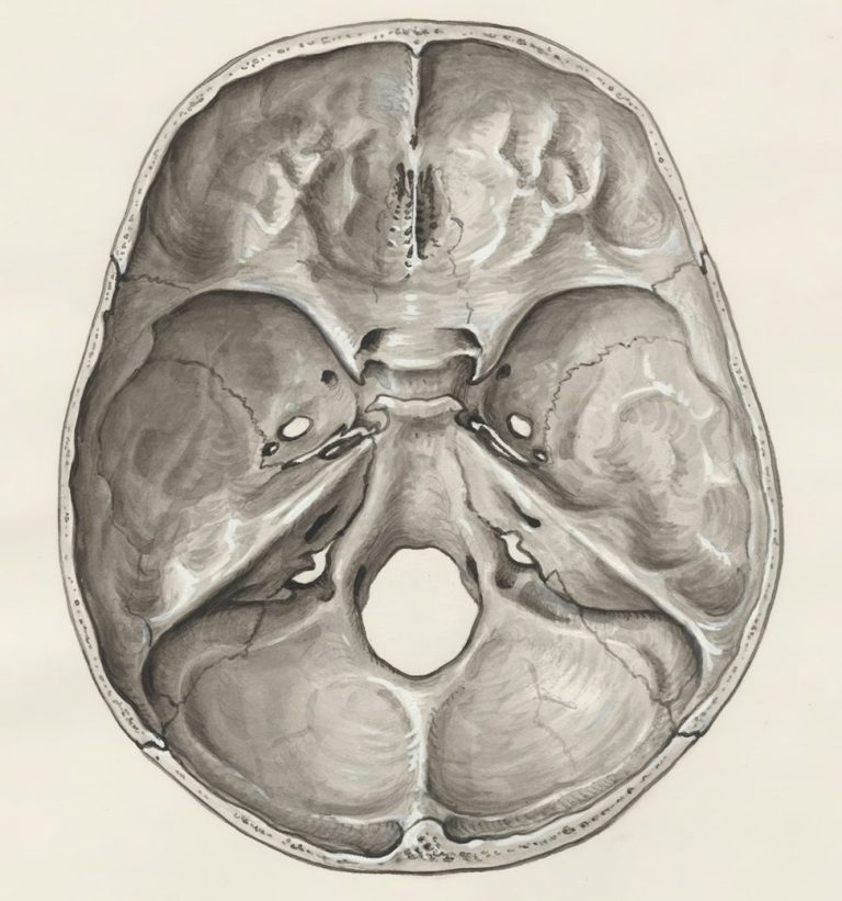 Craniosacral Kurs - Anatomie der Schädelbasis