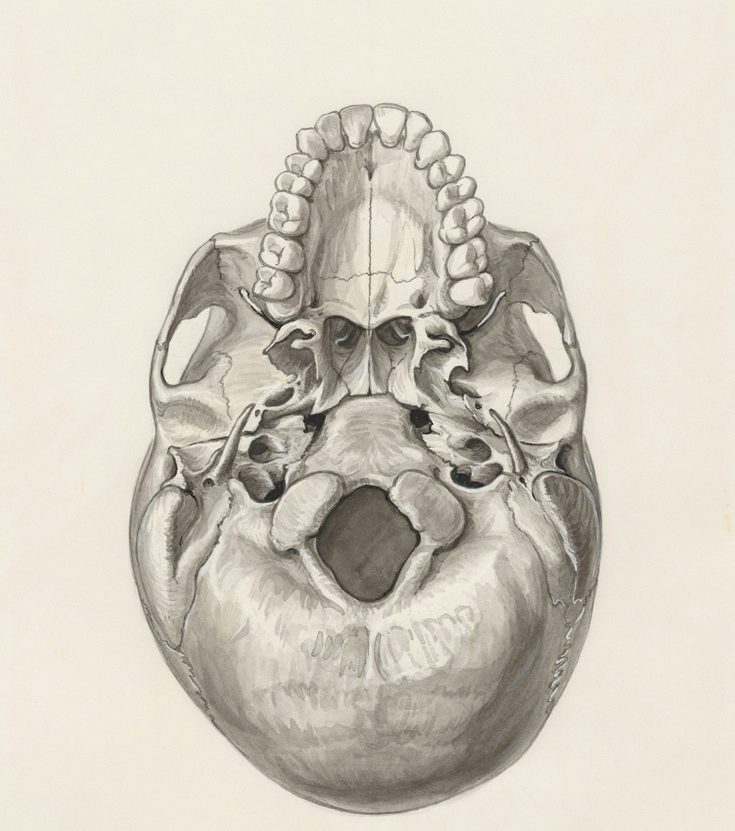 Anatomische Darstellung wichtiger Strukturen in der Craniosacral Therapie