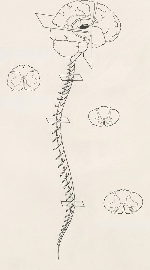Cranio und Nervensystem Wirkungen