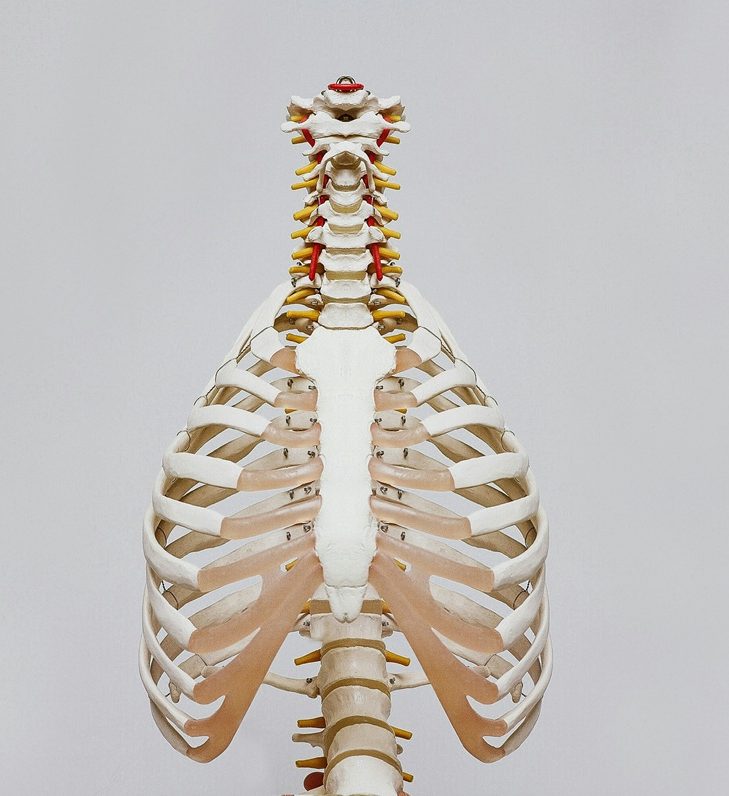 Bild Brustkorb-Anatomie 