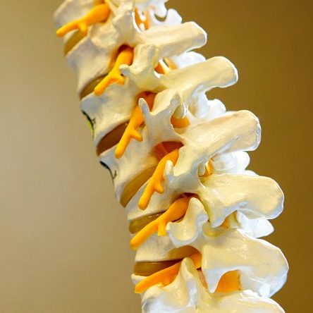 Strukturelle Arbeit an Wirbelsäule mit Osteopathie